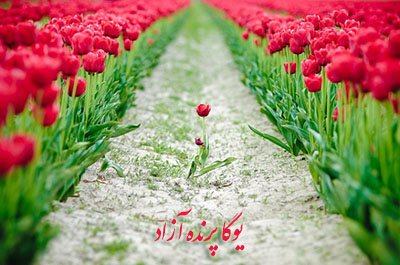,یوگا,باشگاه یوگا,چاکرادرمانی,یوگادرمانی,آموزش یوگا در کرج, کلاس یوگا در کرج, باشگاه یوگا در کرج, یوگا, یوگاکرج, یوگا کرج ,یوگا در کرج, یوگا عظیمیه, باشگاه یوگا, مدیتیشن, مراقبه, یوگا برای بانوان, یوگا البرز,yoga, Meditation, یوگا استان البرز, یوگای بانوان کرج, یوگاالبرز, یوگا در البرز, ریلکسیشن, تنفس درمانی, آرامش درمانی , باشگاه یوگا کرج, یوگاعظیمیه, یوگا عظیمیه, یوگامهرشهر, یوگا مهرشهر, یوگا گوهردشت, یوگاگوهردشت, یوگا البرز, یوگا, کلاس یوگا, یاشگاه بانوان, یوگای تخصصی کرج, باشگاه یوگاکرج, یوگای خوب, یوگا البرز, باشگاه برتر کرج, باشگاه برگزیده البرز, مرکز یوگای استان البرز,یوگا, کلاس یوگا, یاشگاه بانوان,راه یوگا,سیمین صدیق ابراهیم نیا,پرنده آزاد یوگا,