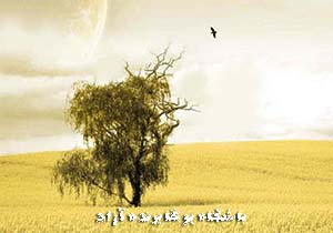 ♥ مطالب مرتبط ♥ باشگاه علمی تخصصی یوگا پرنده آزاد ♥   ♥ میوه های آرزو، رسیدنی است ♥  عرفان نظرآهاری ♥