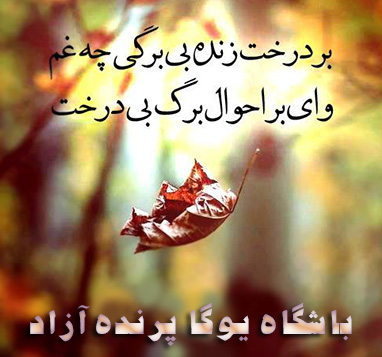 !محمد رضا شفیعی کدکنی!باشگاه یوگا کرج! مرکز یوگا پرنده آزاد استان البرز!بر درخت زنده بی برگی چه غم/وای بر احوال برگ بی درخت!