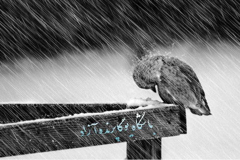 ,داستان های آموزنده, یوگا,پرنده آزاد,Yoga, Free Bird, این نیز بگذرد,یوگای استان البرز,مرکز یوگای کرج,