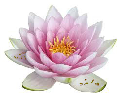 یوگا استان البرز+ باشگاه پرنده آزاد مکانی تخصصی برای یوگا+PARANDEAZADYOGA