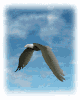 استان البرز باشگاه یوگا پرنده آزاد کرج همچون عقاب باش